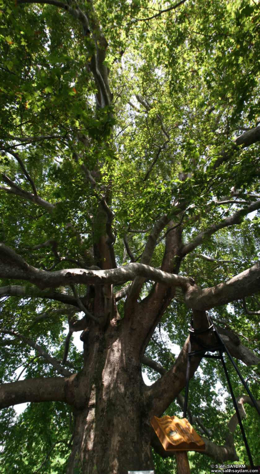 Vertical Panorama #02 about the Historical Plane Tree (Platanus Orientalis) which is 600 years old, 35m long, 3m in diameter and 920m in circumference.