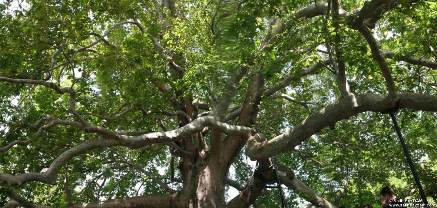 Panorama #03 about the Historical Plane Tree (Platanus Orientalis) which is 600 years old, 35m long, 3m in diameter and 920m in circumference.