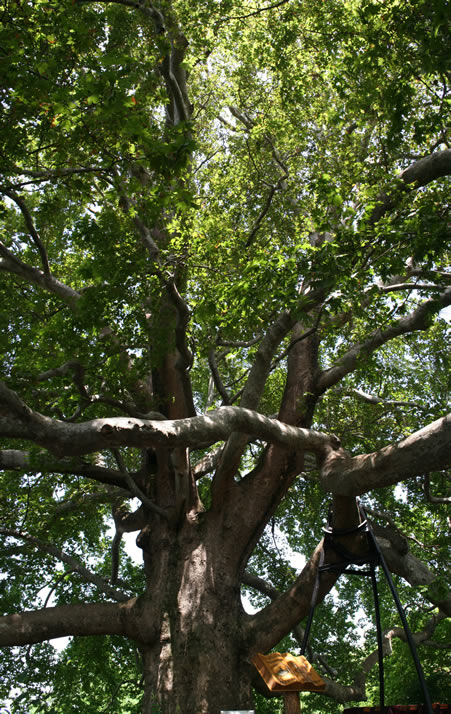 Vertical Panorama of Historical Plane Tree (Platanus Orientalis) 1 (Bursa)