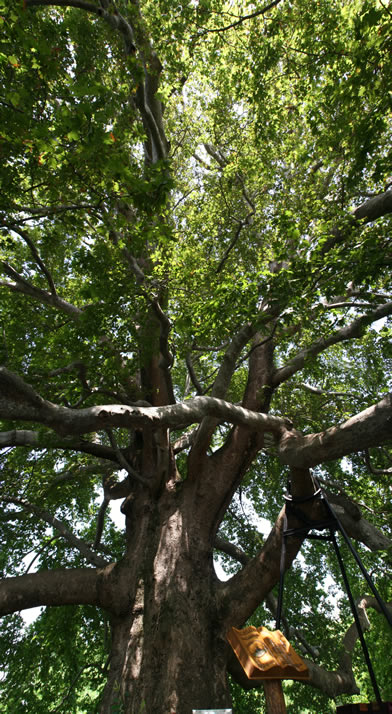 Vertical Panorama of Historical Plane Tree (Platanus Orientalis) 2 (Bursa)