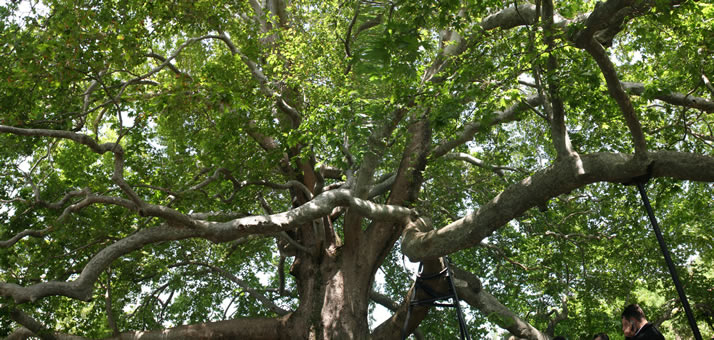 Panorama of Historical Plane Tree (Platanus Orientalis) 3 (Bursa)