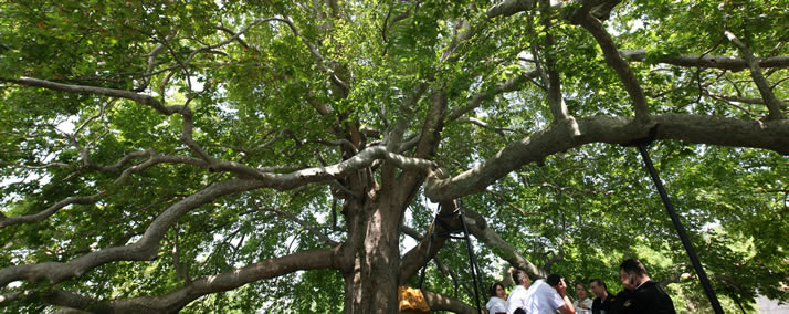 Panorama of Historical Plane Tree (Platanus Orientalis) 4 (Bursa)