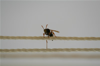 Bee Photo (Kocaeli, Golcuk)