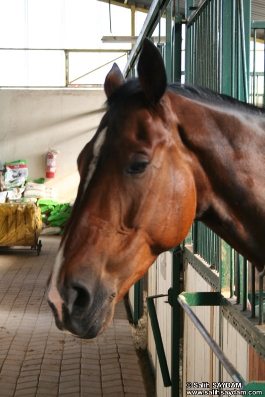 Horse Photo Gallery 4 (Ankara)