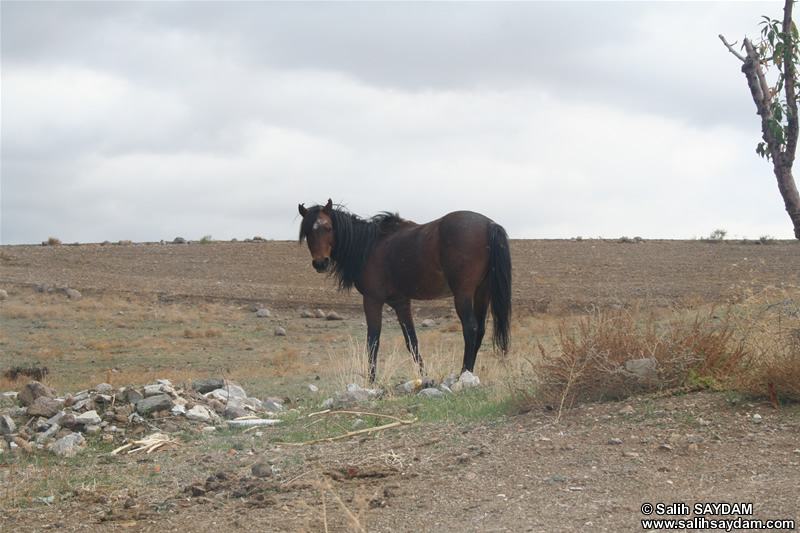 Horse Photo Gallery 2 (Ankara)