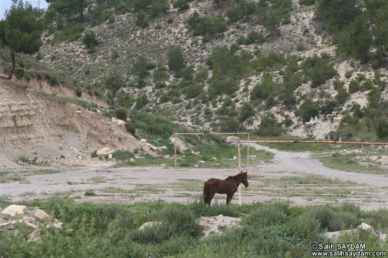Horse Photo 3 (Mersin, Silifke)