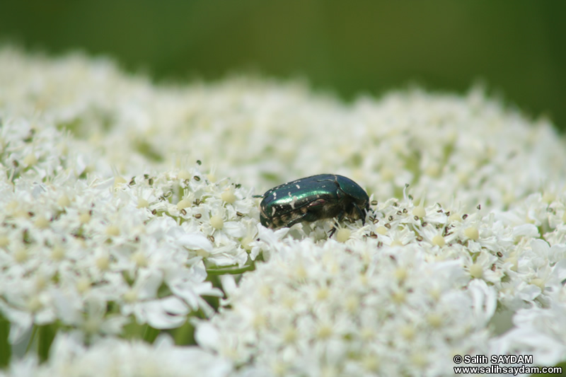 Insect Photo 2 (Bartin, Amasra)