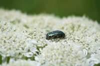 Insect Photo 2 (Bartin, Amasra)