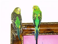 Budgerigar Photo Gallery (Cicim & Pirpir)