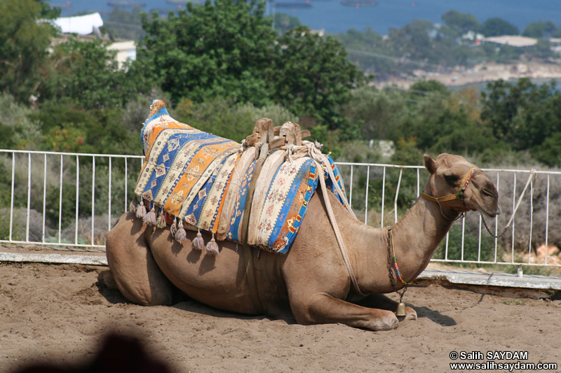 Camel Photo (Mersin, Silifke, Astim Cave)