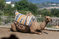 Camel Photo (Mersin, Silifke, Astim Cave)