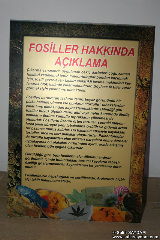 Fossil Descriptions Photo Gallery (Izmir, Cesme)