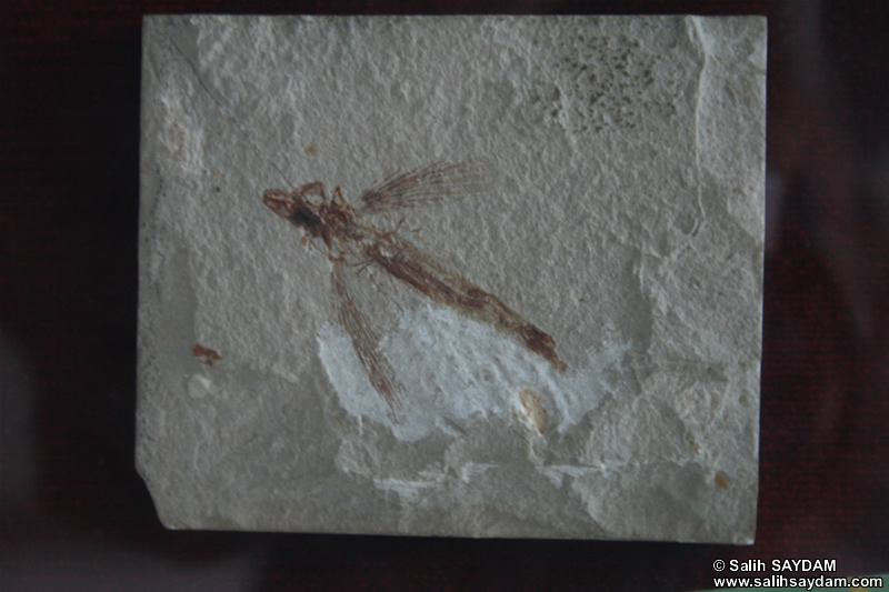 Flying Fish Fossil Photo Gallery (Izmir, Cesme)