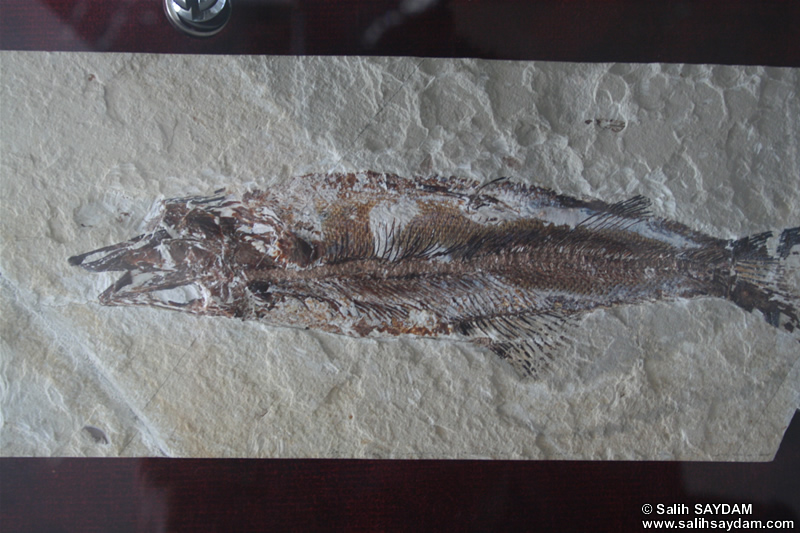 Lophius Piscatorius Fossil Photo Gallery (Izmir, Cesme)