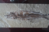 Lophius Piscatorius Fossil Photo Gallery (Izmir, Cesme)