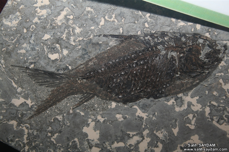 Black Fish Fossil Photo Gallery (Izmir, Cesme)