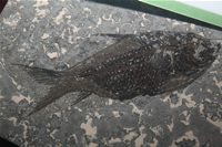 Black Fish Fossil Photo Gallery (Izmir, Cesme)