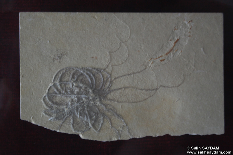 Deniz Lalesi Fosili Fotoraf Galerisi (zmir, eme)