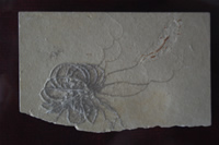 Crinoidea Fossil Photo Gallery (Izmir, Cesme)