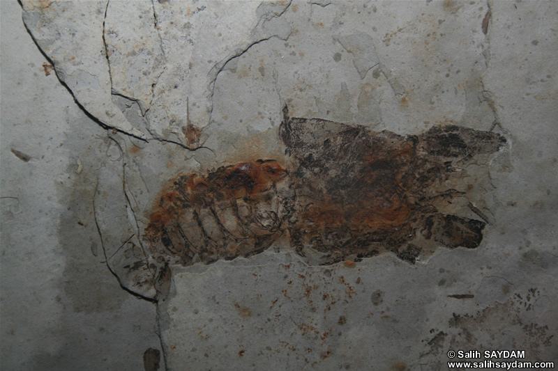 Crayfish Fossil Photo Gallery (Izmir, Cesme)