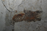 Kerevit Fosili Fotoraf Galerisi (zmir, eme)