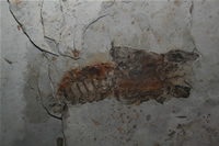 Crayfish Fossil Photo Gallery (Izmir, Cesme)