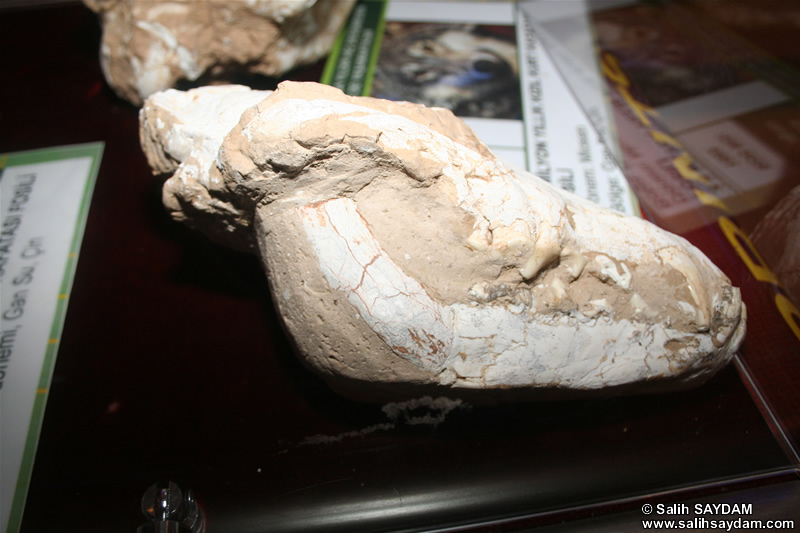 Red Wolf Fossil Photo Gallery (Izmir, Cesme)