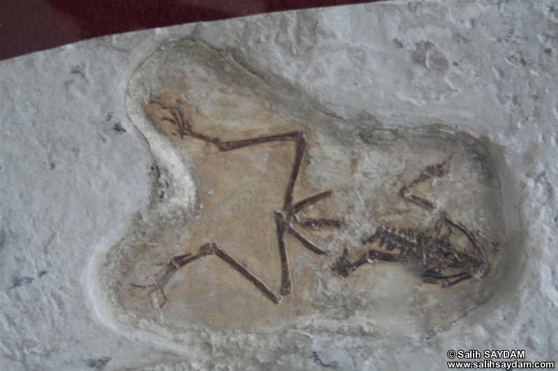 Frog Fossil Photo Gallery (Izmir, Cesme)