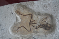 Frog Fossil Photo Gallery (Izmir, Cesme)