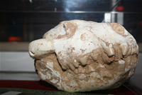 Leopard Fossil Photo Gallery (Izmir, Cesme)