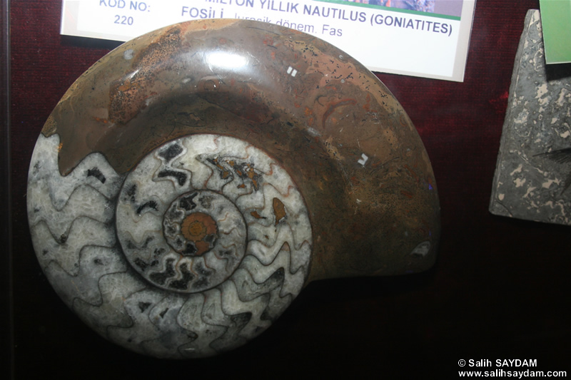 Nautilus Fossil Photo Gallery (Izmir, Cesme)