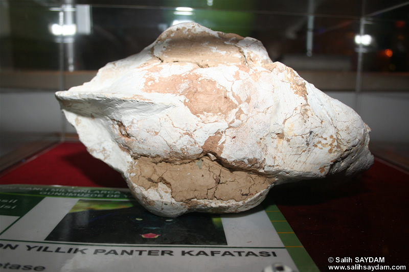 Panther Fossil Photo Gallery (Izmir, Cesme)