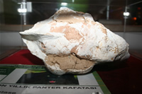 Panther Fossil Photo Gallery (Izmir, Cesme)