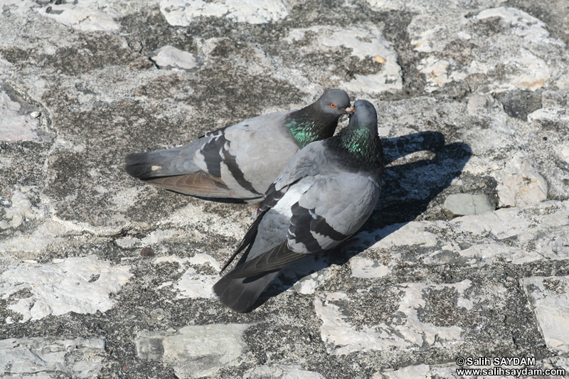 Pigeon Photo Gallery 6 (Bartin, Amasra)