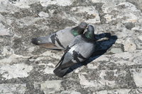 Pigeon Photo Gallery 6 (Bartin, Amasra)