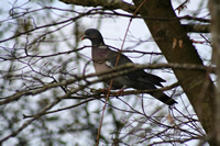 Pigeon Photo Gallery 7 (Cardiff, Whales, United Kingdom)