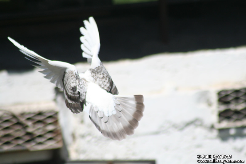 Pigeon Photo Gallery 1 (Ankara)
