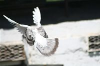 Pigeon Photo Gallery 1 (Ankara)