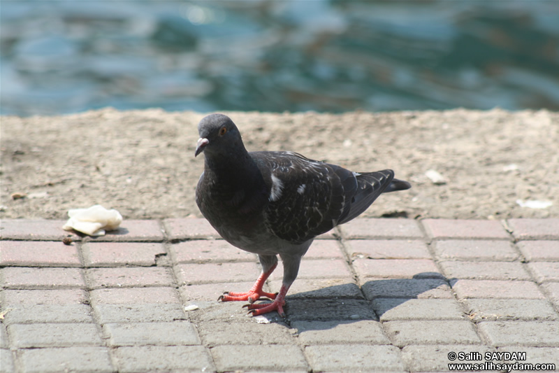 Pigeon Photo Gallery 4 (Istanbul, Kanlica)