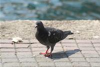 Pigeon Photo Gallery 4 (Istanbul, Kanlica)