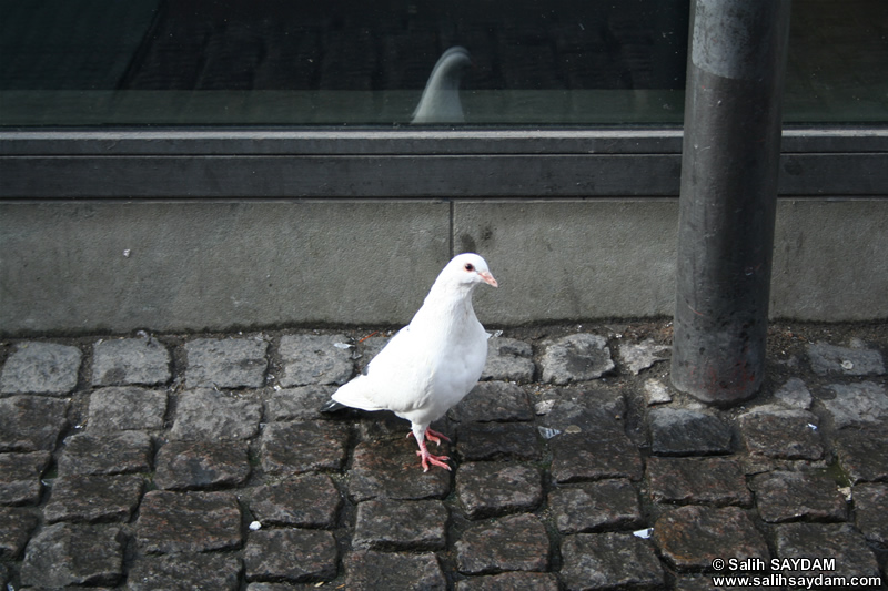 Pigeon Photo Gallery 5 (Denmark, Copenhagen)