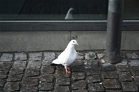 Pigeon Photo Gallery 5 (Denmark, Copenhagen)