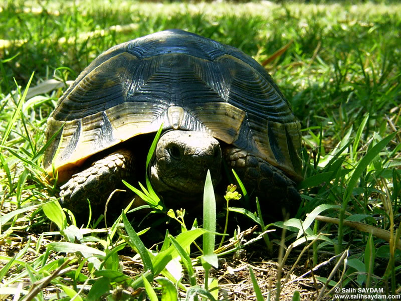 Turtle Photo Gallery 1