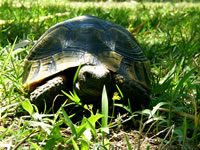 Turtle Photo Gallery 1