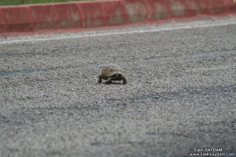 Turtle Photo 2 (Mersin, Silifke)