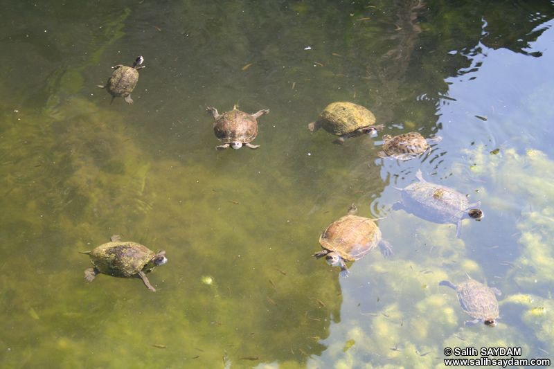 Water Turtle Photo Gallery (Mersin, Anamur (Mamure) Castle)
