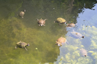 Water Turtle Photo Gallery (Mersin, Anamur (Mamure) Castle)