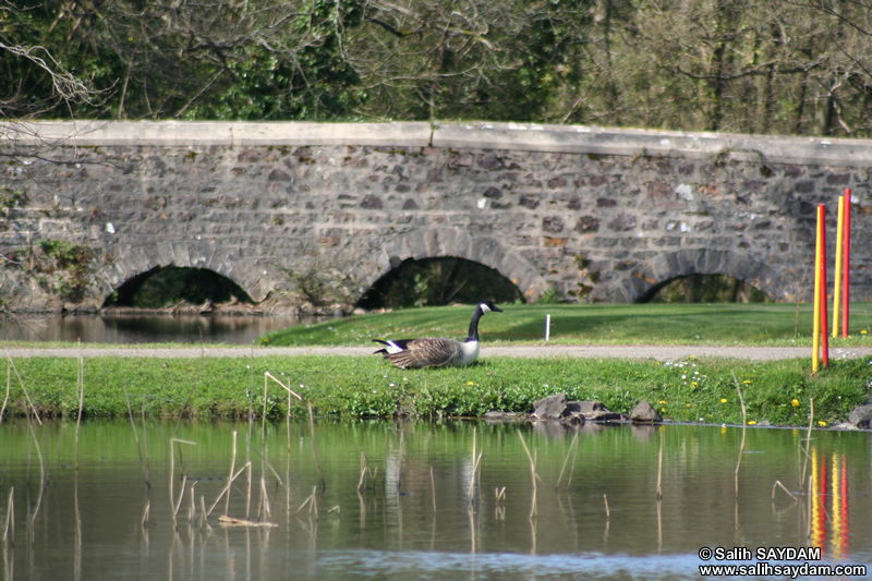 Canada Goose Photo Gallery 1 (Cardiff, Whales, United Kingdom)