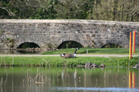 Canada Goose Photo Gallery 1 (Cardiff, Whales, United Kingdom)