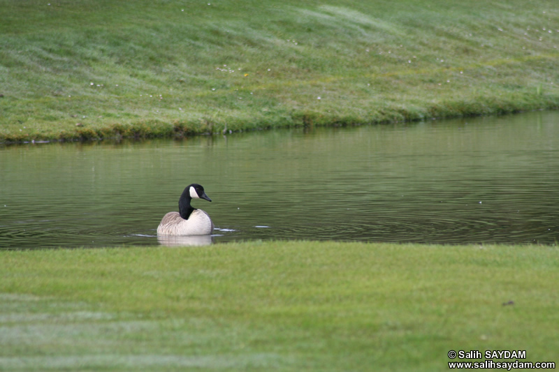 Canada Goose Photo Gallery 2 (Cardiff, Whales, United Kingdom)